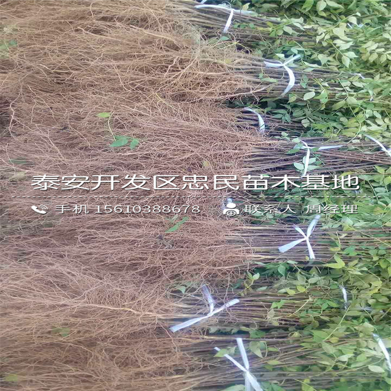 花椒苗批发多少钱、花椒苗批发什么价格