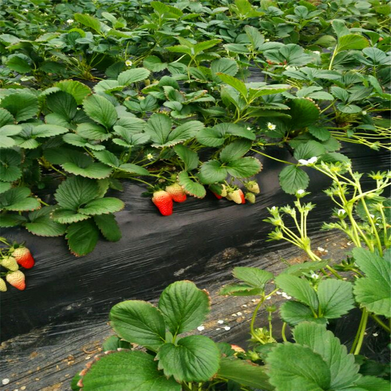 哈尼草莓苗基地、今年哈尼草莓苗什么价格