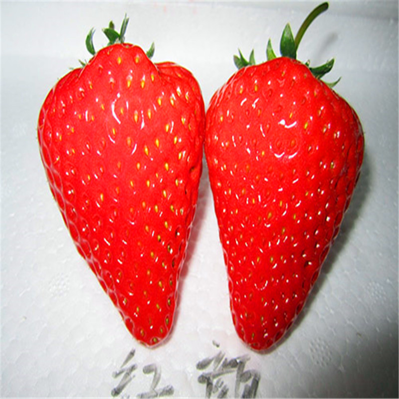 哈尼草莓苗基地、今年哈尼草莓苗什么价格