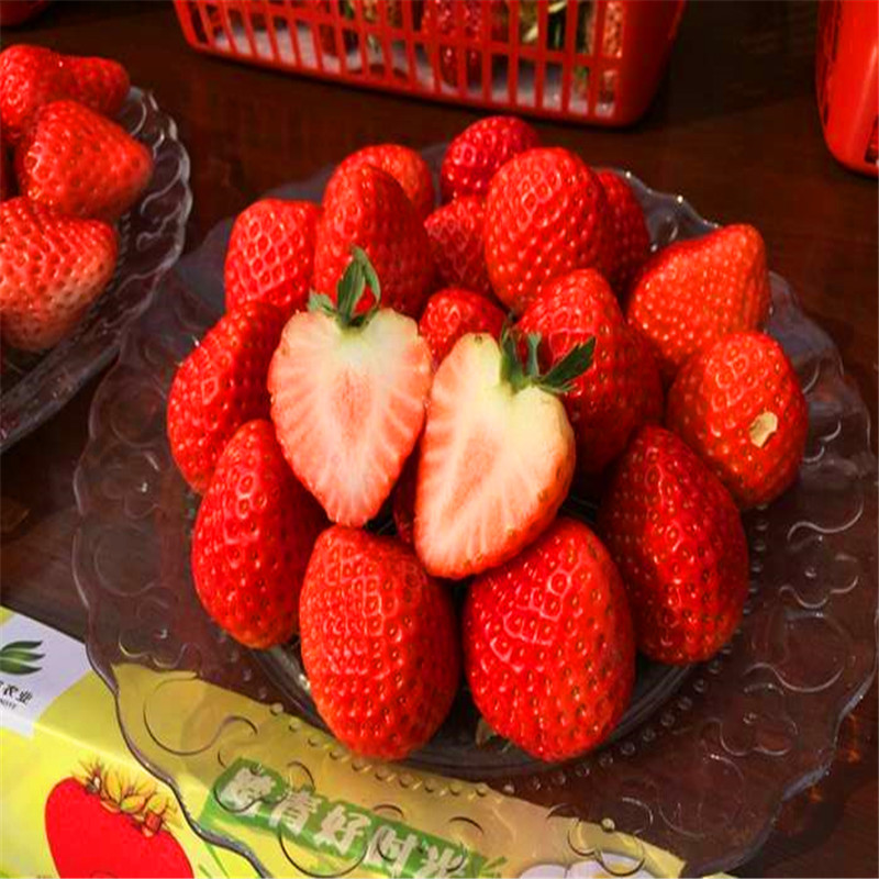 哪里卖雪蜜草莓苗、雪蜜草莓苗多少钱一棵