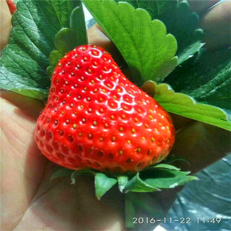 新品种京藏香草莓苗价格