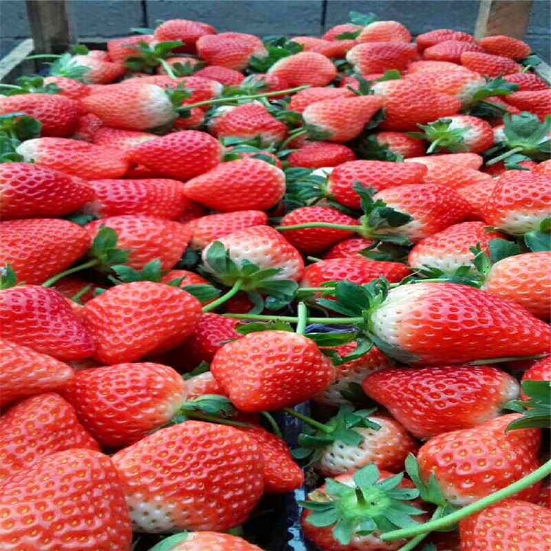 哪里有京郊小白草莓苗出售、2019年京郊小白草莓苗多少钱一棵
