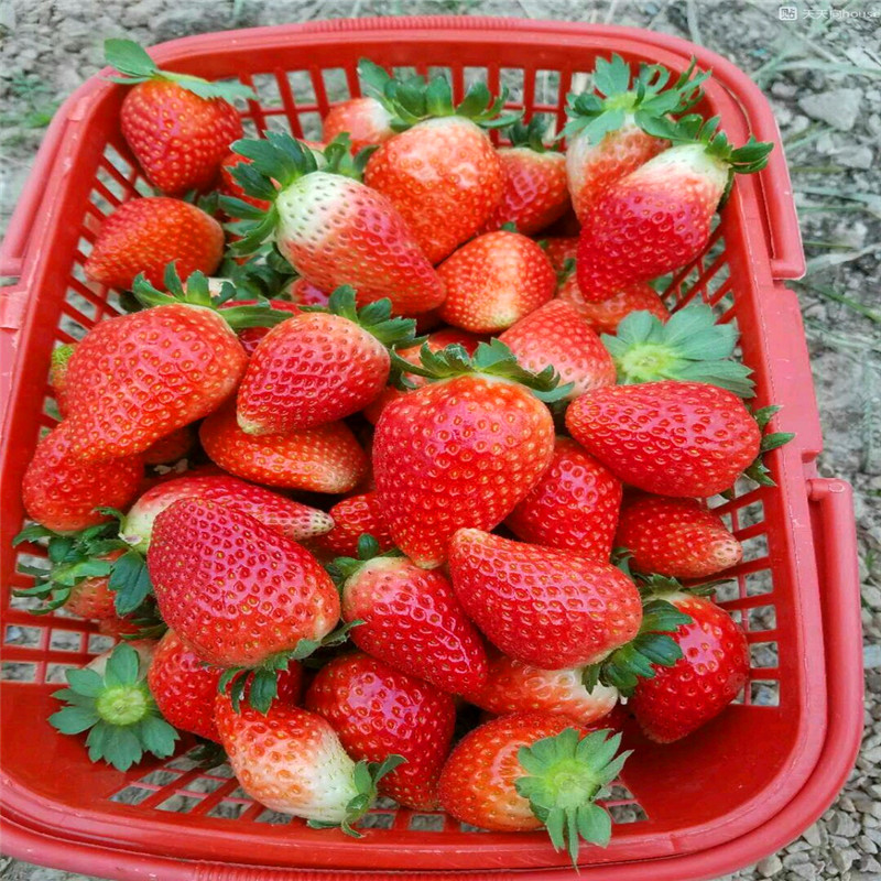 哪里有雪蜜草莓苗、雪蜜草莓苗多少钱一棵