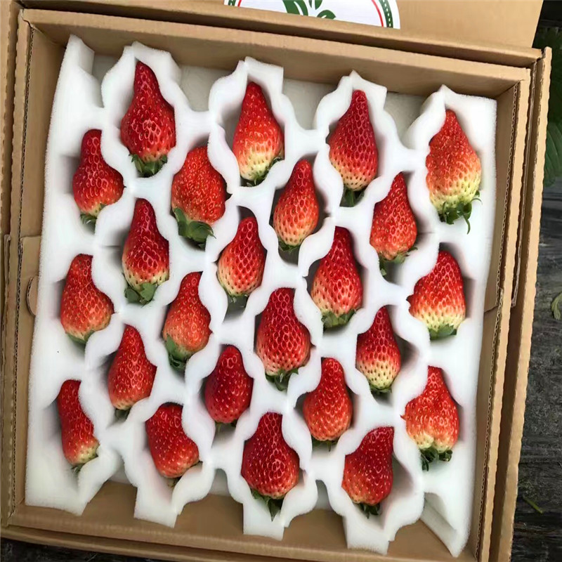 雪里香草莓苗哪里有卖、今年雪里香草莓苗多少钱一棵