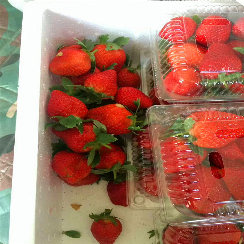 雪里香草莓苗哪里有卖、今年雪里香草莓苗多少钱一棵