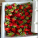 四季阿尔比草莓苗哪里有卖、今年四季阿尔比草莓苗多少钱一棵