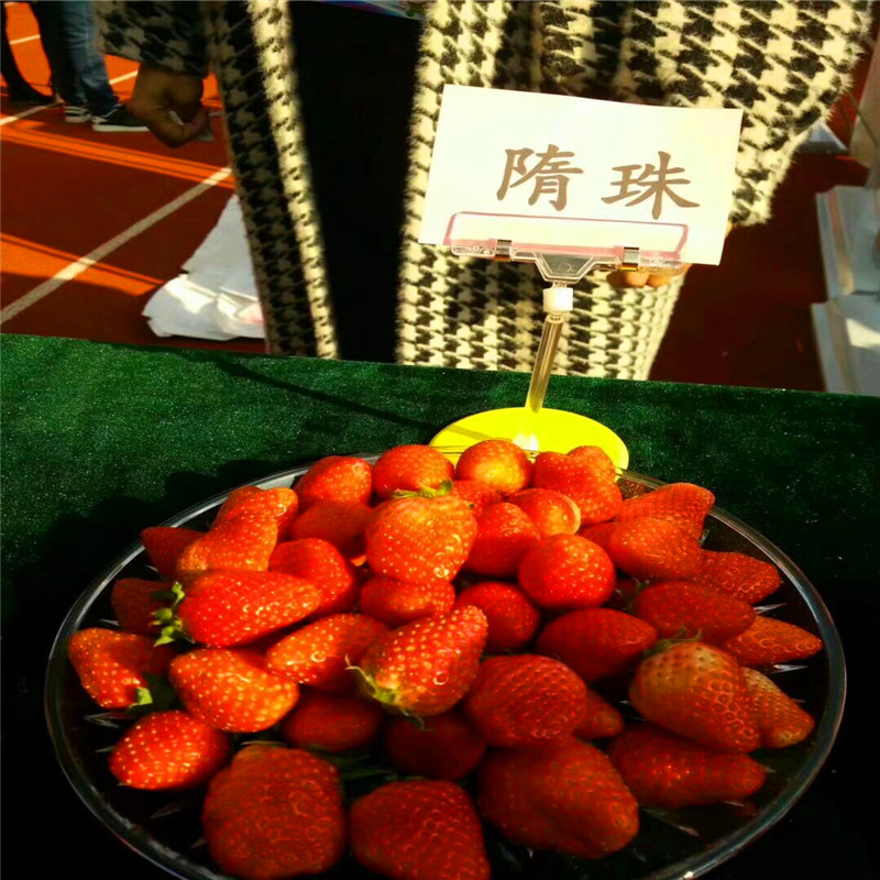 哪里有日本99草莓苗出售、2019年日本99草莓苗多少钱一棵