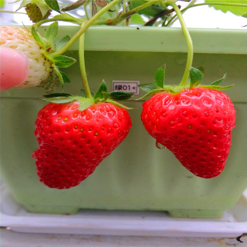 红颜草莓苗批发什么价格、红颜草莓苗批发价钱