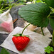 新品种小白草莓苗基地、小白草莓苗批发价格多少钱