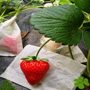 新品种小白草莓苗基地、小白草莓苗批发价格多少钱