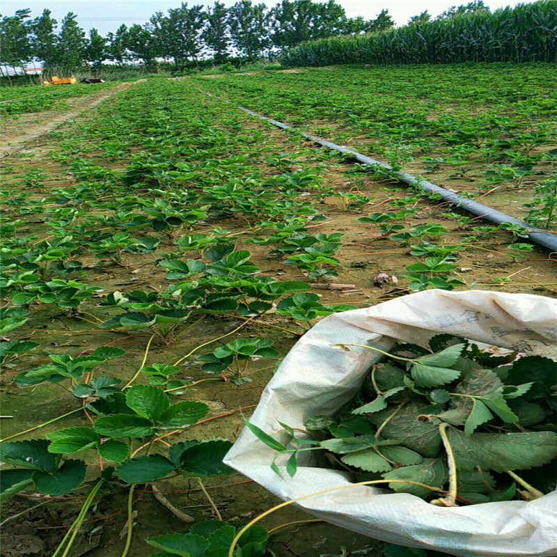 沈阳哈尼草莓苗批发、沈阳哈尼草莓苗价格