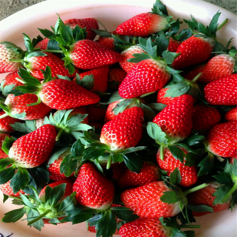 垦利莓宝草莓苗批发、垦利莓宝草莓苗价格