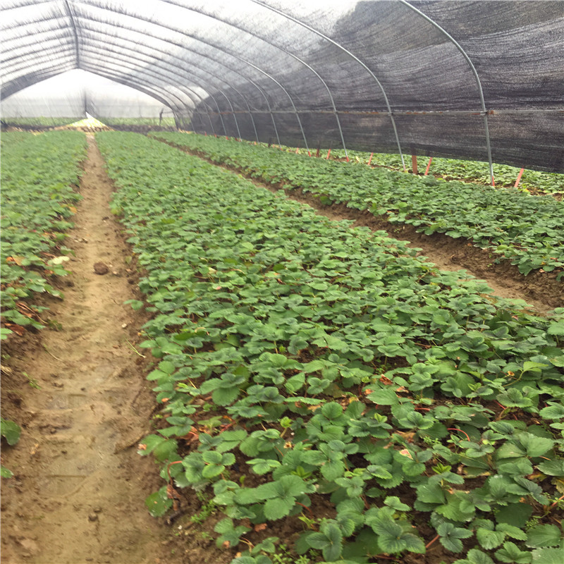 批发枥乙女草莓苗多少钱一棵、新品种枥乙女草莓苗基地