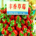 宁玉草莓苗销售批发、宁玉草莓苗价格