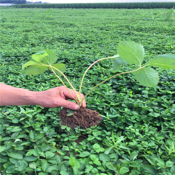 玉溪波特拉草莓苗批发、玉溪波特拉草莓苗价格