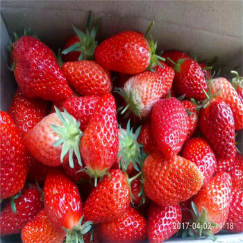 上海周边太空2008草莓苗批发、上海周边太空2008草莓苗价格