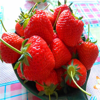 沈阳哈尼草莓苗批发、沈阳哈尼草莓苗价格