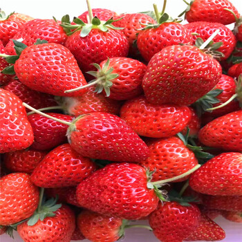 和田艾尔巴草莓苗批发、和田艾尔巴草莓苗价格