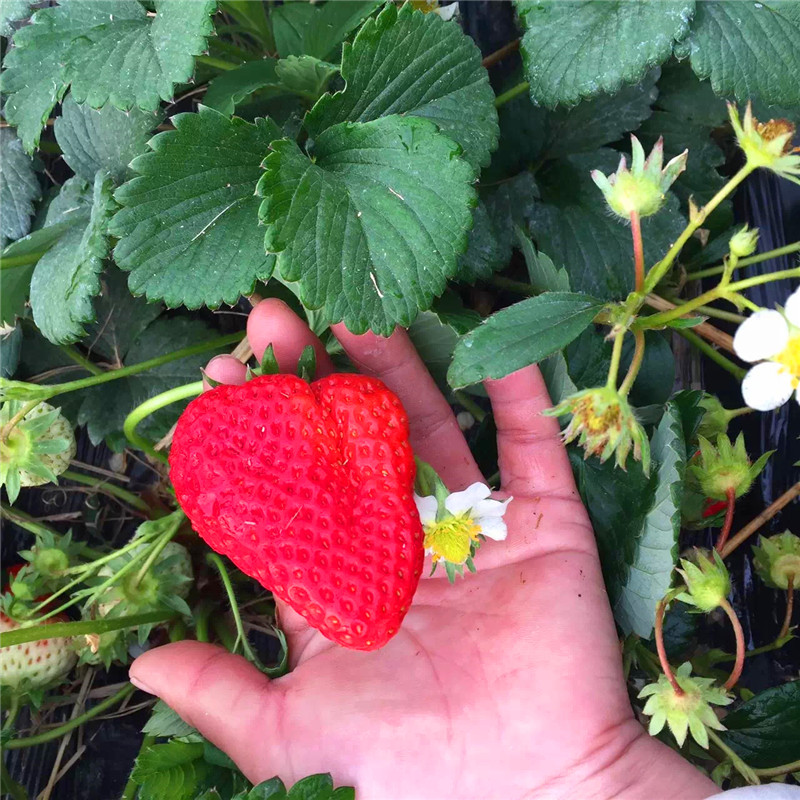 批发枥乙女草莓苗多少钱一棵、新品种枥乙女草莓苗基地