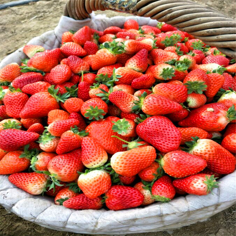 太原莓宝草莓苗批发、太原莓宝草莓苗价格