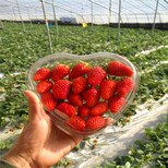 哈密雪里香草莓苗批发、哈密雪里香草莓苗价格图片0