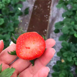 哈密雪里香草莓苗批发、哈密雪里香草莓苗价格图片3