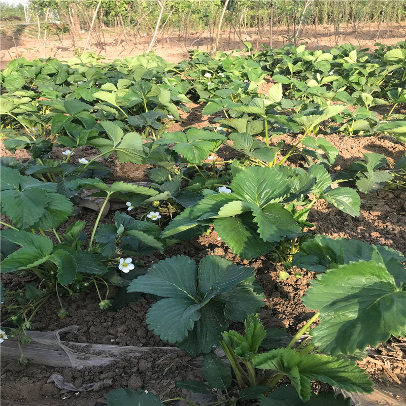 沈阳哈尼草莓苗批发、沈阳哈尼草莓苗价格