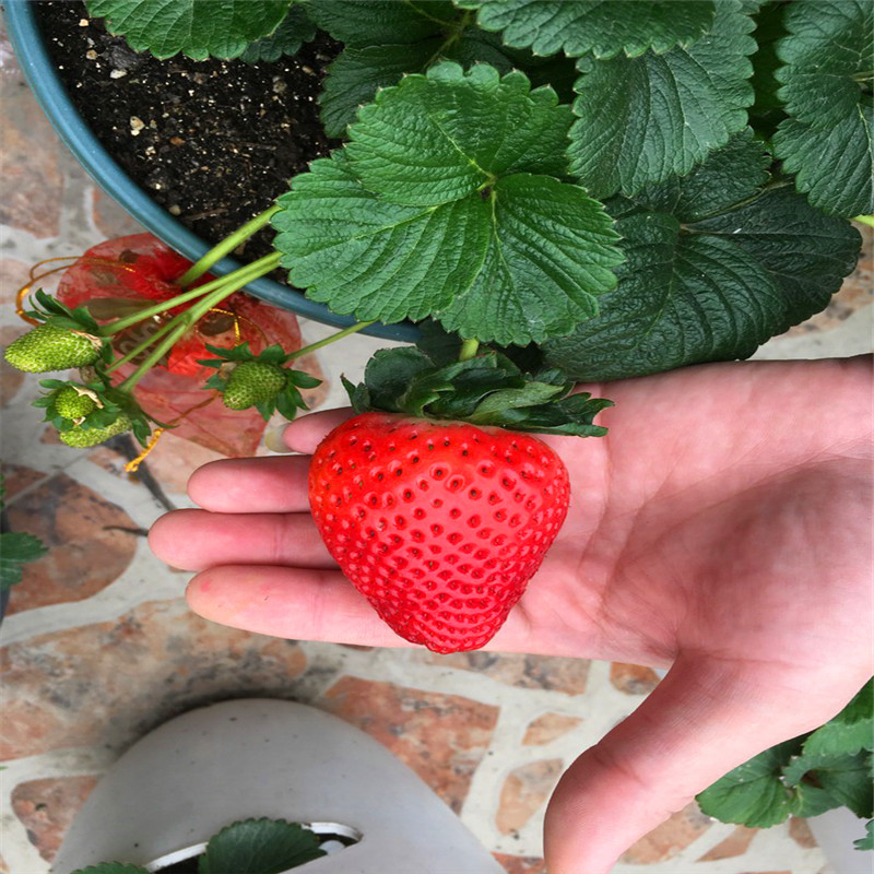 和田艾尔巴草莓苗批发、和田艾尔巴草莓苗价格