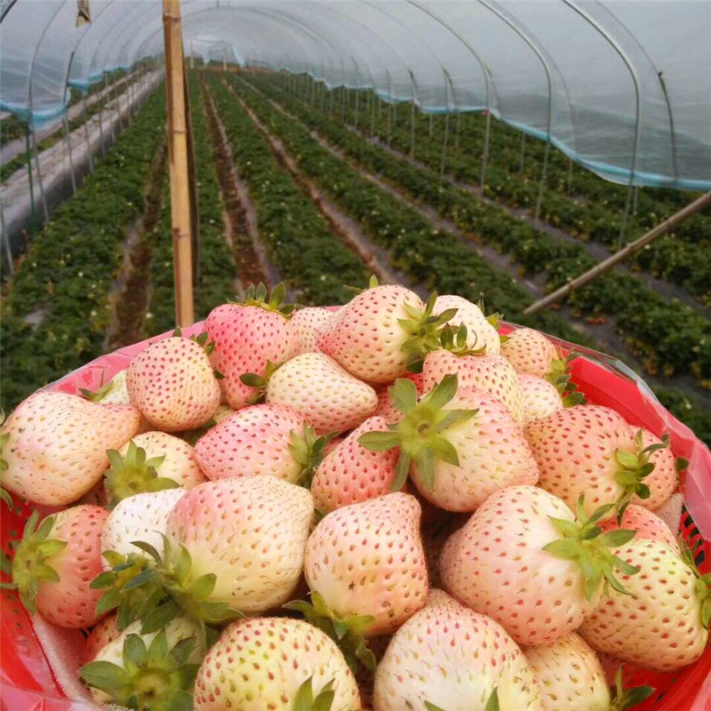 奥巴草莓苗基地、奥巴草莓苗价格多少钱