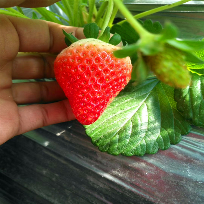广元莓宝草莓苗批发、广元莓宝草莓苗价格