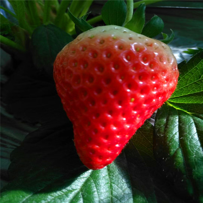 珠海大白草莓苗批发、珠海大白草莓苗价格