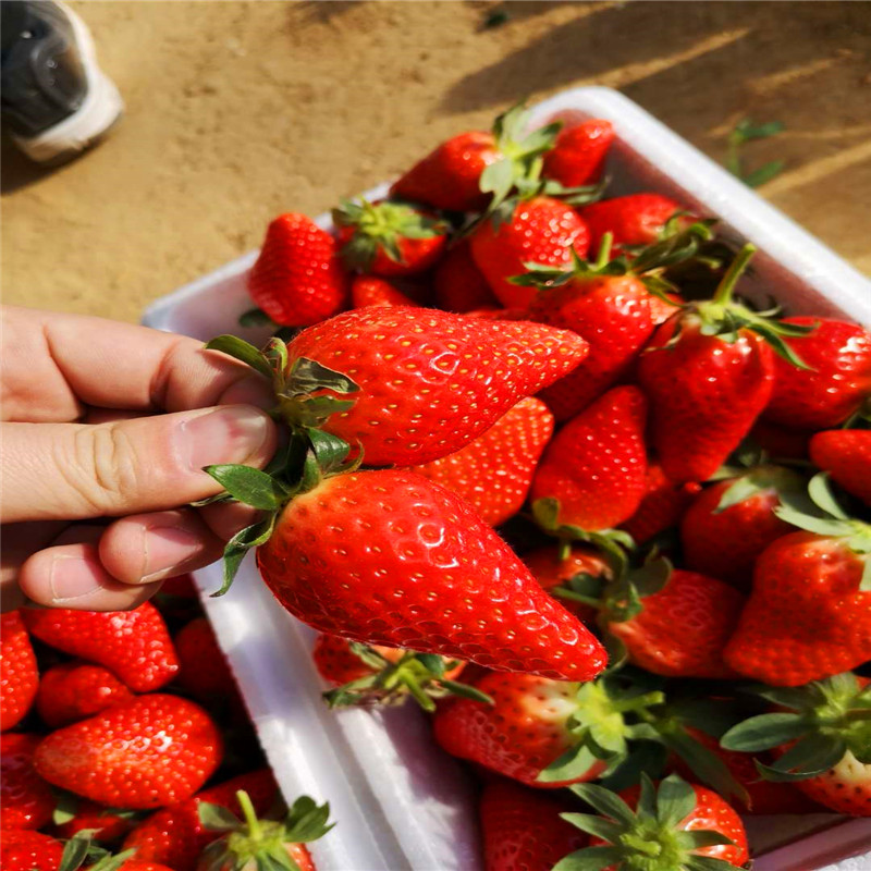 草莓种苗哪里有卖的、草莓种苗批发价格