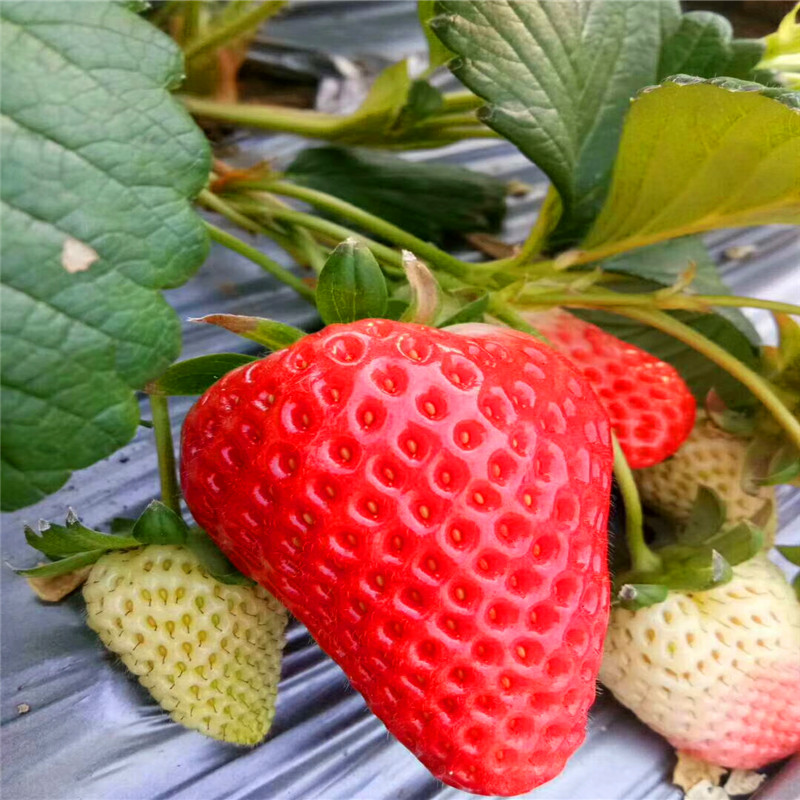 湘西草莓种苗批发、湘西草莓种苗价格