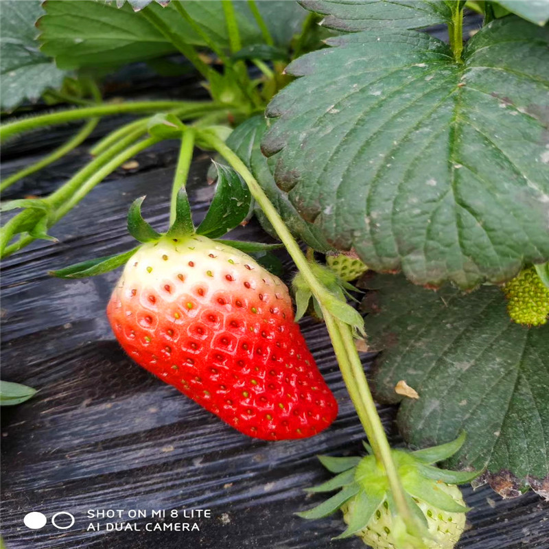 常州爱莎草莓苗批发、常州爱莎草莓苗价格