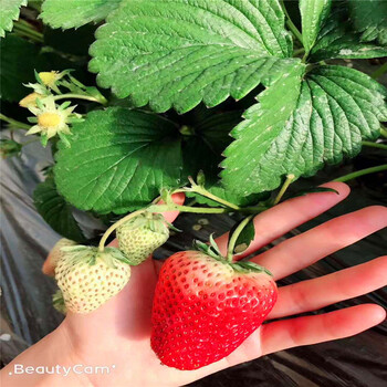哈密奥巴草莓苗批发、哈密奥巴草莓苗价格