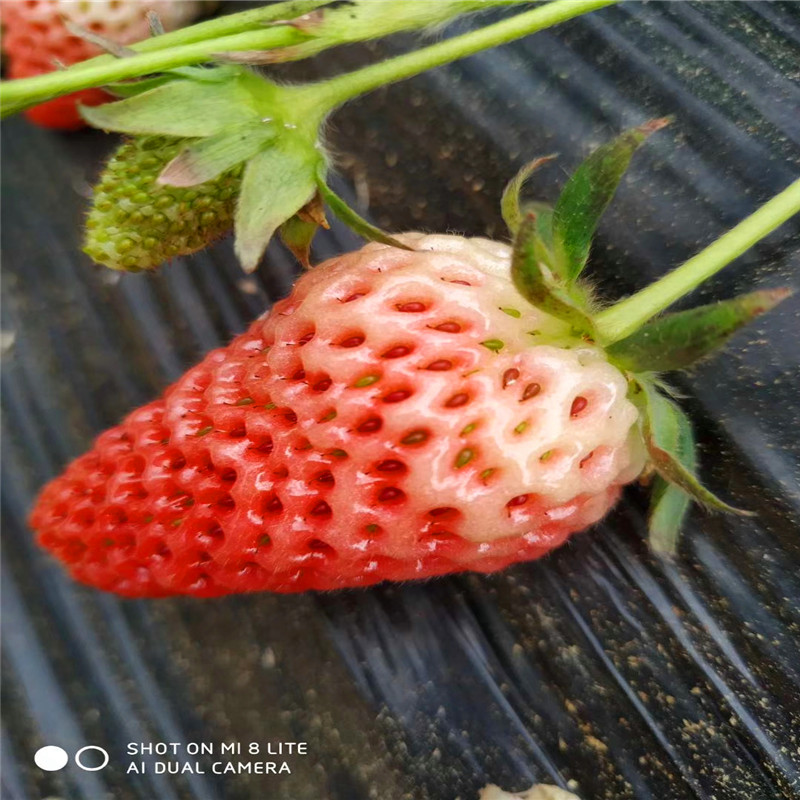珠海大白草莓苗批发、珠海大白草莓苗价格