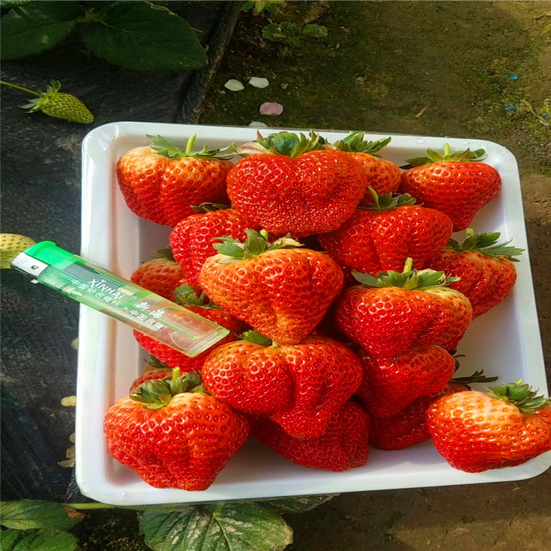 垦利莓宝草莓苗批发、垦利莓宝草莓苗价格