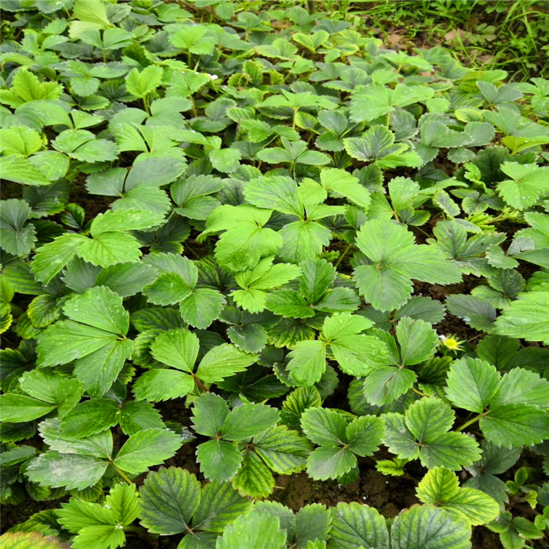 东营奶油草莓苗批发、东营奶油草莓苗价格