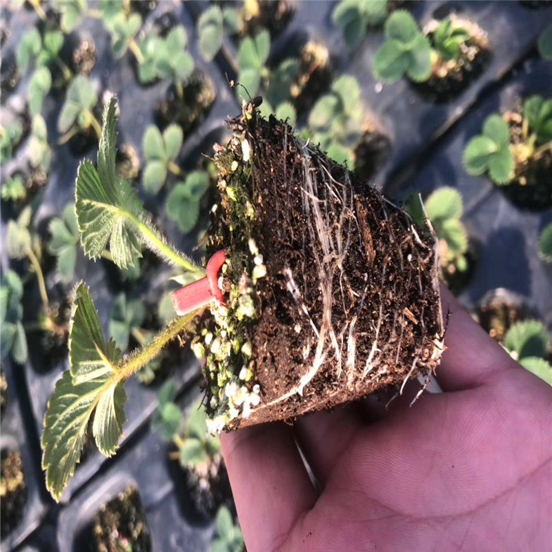 乌鲁木齐菠萝莓草莓苗批发、乌鲁木齐菠萝莓草莓苗价格