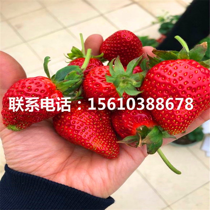 哪里卖新世纪一号草莓苗、新世纪一号草莓苗批发出售