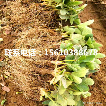 2019年波特拉草莓苗多少錢一棵、波特拉草莓苗一株多少錢