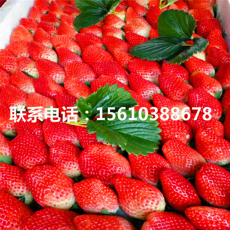 新品种京桃香草莓苗基地、京桃香草莓苗价格哪里便宜