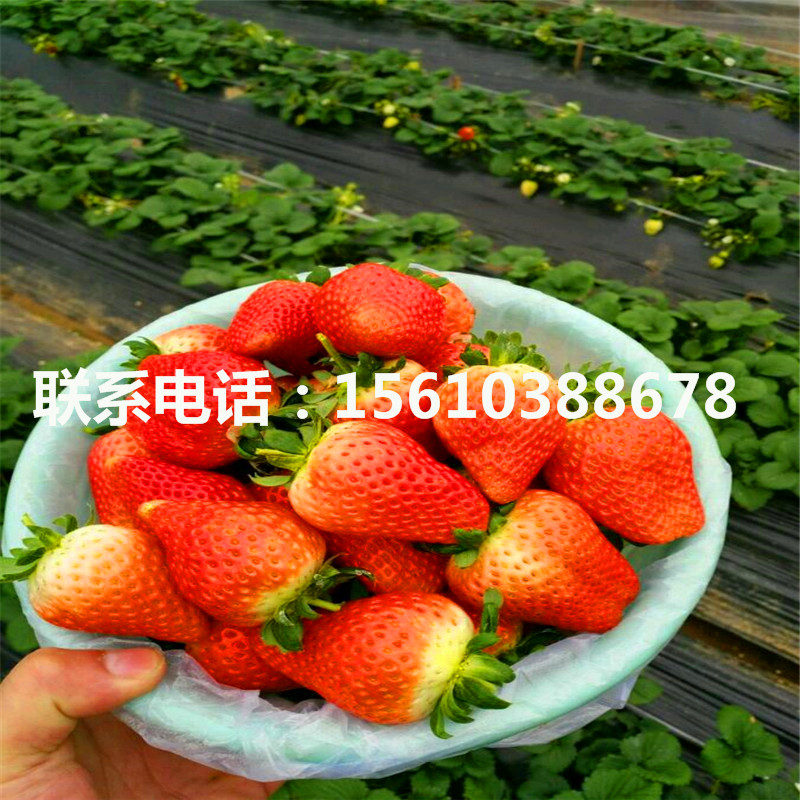 哪里卖甜宝草莓苗、甜宝草莓苗出售基地