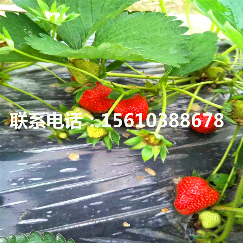 2019年艳丽草莓苗价格哪里便宜、艳丽草莓苗一株多少钱