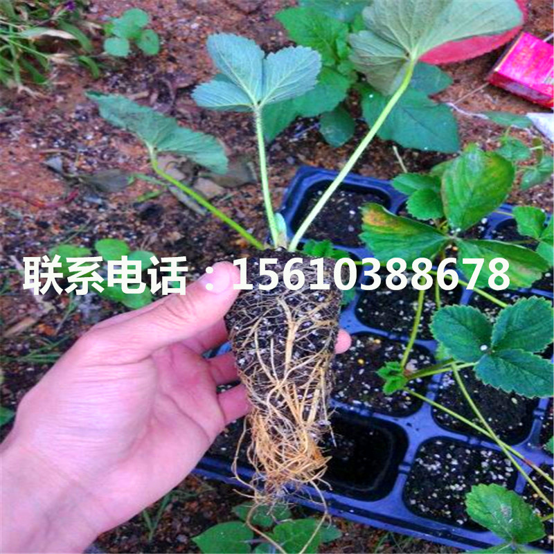 哪里出售麦特莱草莓苗、麦特莱草莓苗供应批发