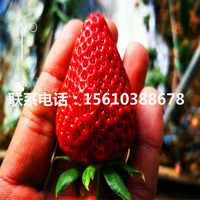 红颊草莓苗什么时间成熟