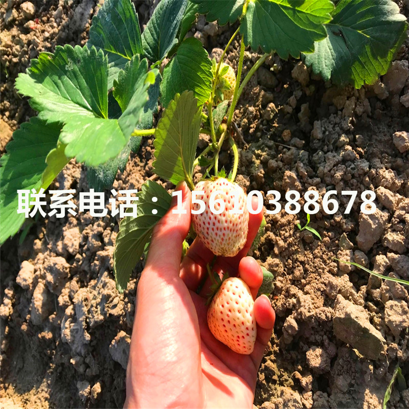 山东红颜草莓苗、红颜草莓苗价格多少
