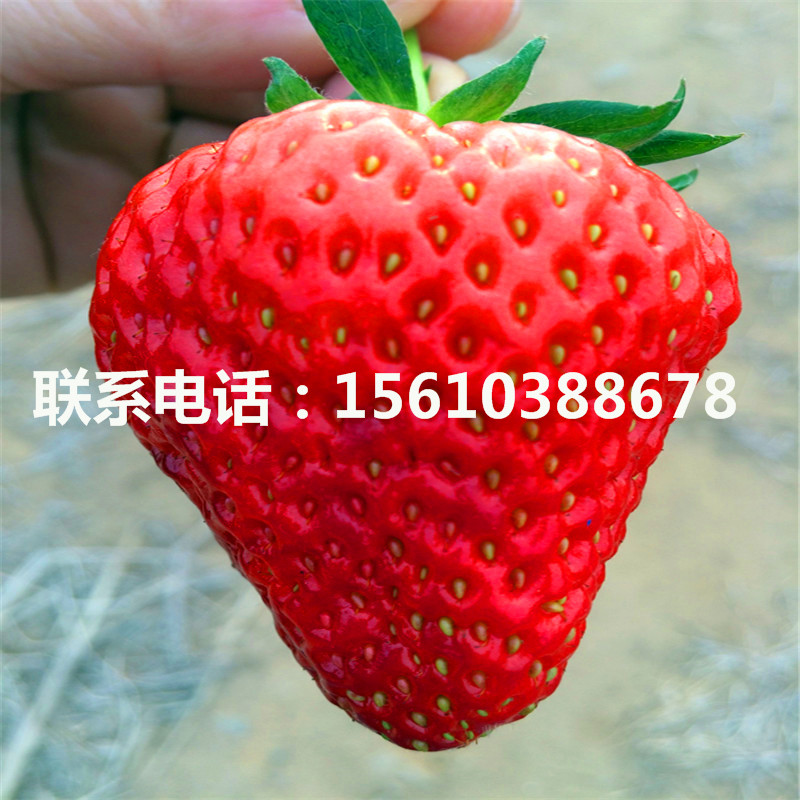 山东宁玉草莓苗出售、宁玉草莓苗价格多少