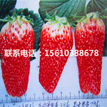 山东章姬草莓苗、章姬草莓苗什么时间成熟图片0