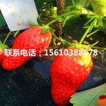 山东章姬草莓苗、章姬草莓苗什么时间成熟图片1